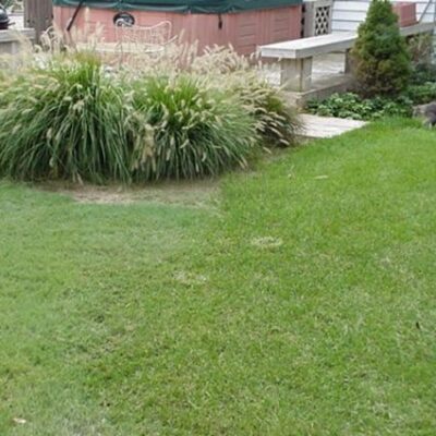 Legacy Buffalo Grass Plugs Garden Plant