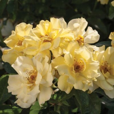 Lemon Drift Rose Garden Plant