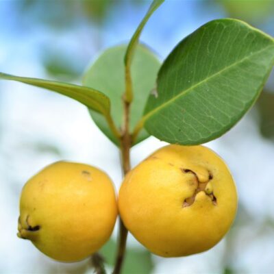 Lemon Guava Garden Plant