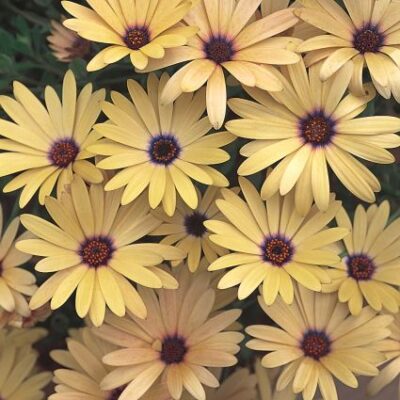 Lemon Symphony Daisy Garden Plant