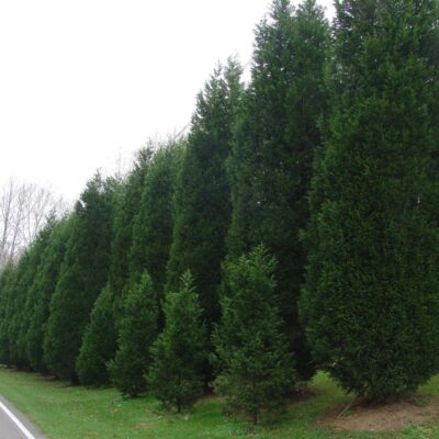 Leyland Cypress Garden Plant