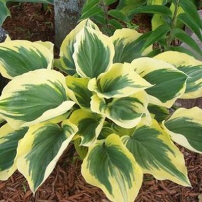 Liberty Hosta Garden Plant