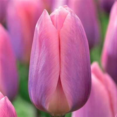 Light and Dreamy Tulip Garden Plant