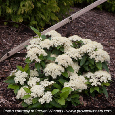 Lil Ditty Witherod Viburnum Garden Plant