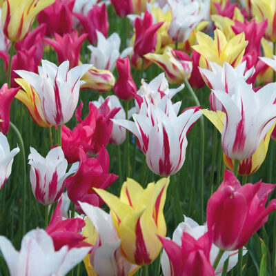 Lily Flowering Mix Garden Plant