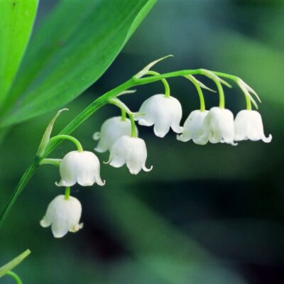 Lily of the Valley Garden Plant