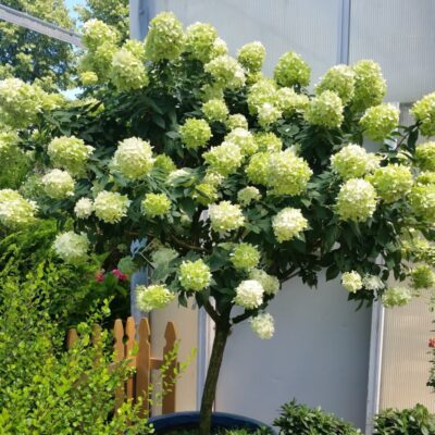 Limelight Hydrangea Tree Garden Plant