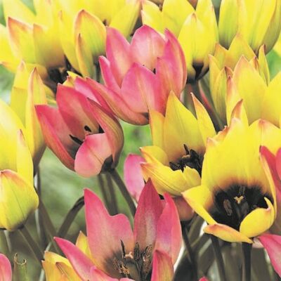 Lipgloss Stain Tulip Garden Plant