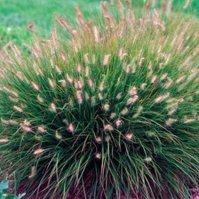 Little Bunny Fountain Grass Garden Plant