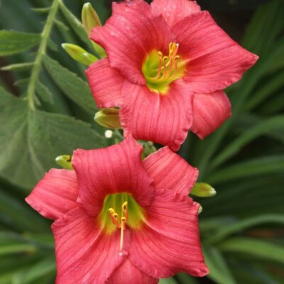 Little Business Daylily Garden Plant