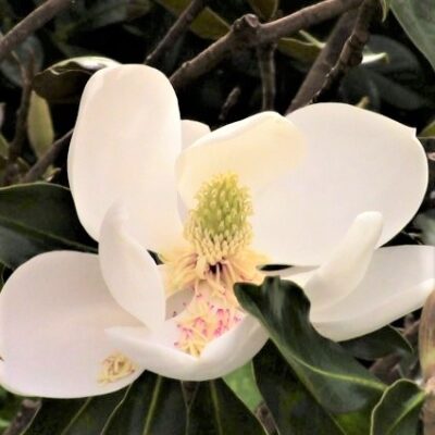 Little Gem Magnolia Garden Plant