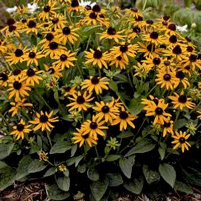 Little Goldstar Black Eyed Susan Garden Plant