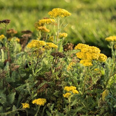 Little Moonshine Yarrow Garden Plant