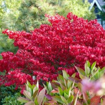 Little Moses Burning Bush Garden Plant