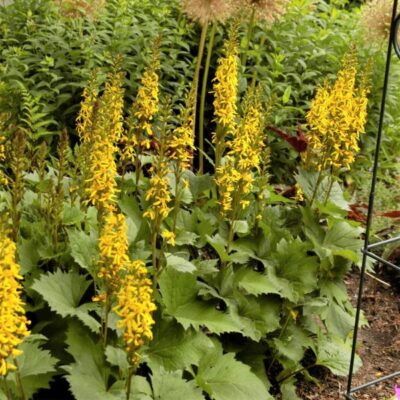 Little Rocket Leopard Plant Garden Plant