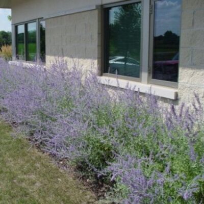 Little Spire Russian Sage Garden Plant