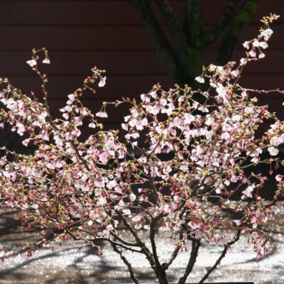 Little Twist Fuji Cherry Tree Garden Plant