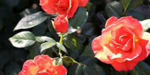Livin Easy Rose Garden Plant