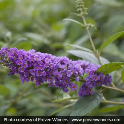 Lo and Behold Blue Chip Butterfly Bush Garden Plant