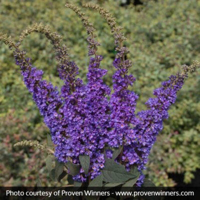 Lo and Behold Blue Chip Jr Butterfly Bush Garden Plant