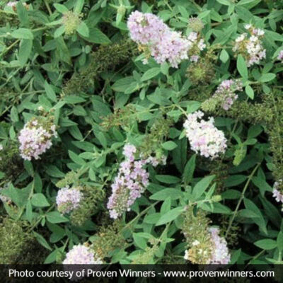Lo and Behold Lilac Chip Butterfly Bush Garden Plant