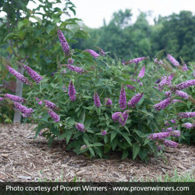 Lo and Behold Pink Micro Chip Butterfly Bush Garden Plant