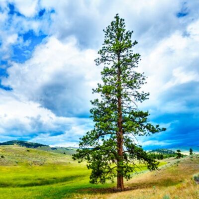 Lodgepole Pine Garden Plant