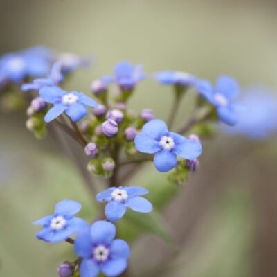 Looking Glass Brunnera Garden Plant