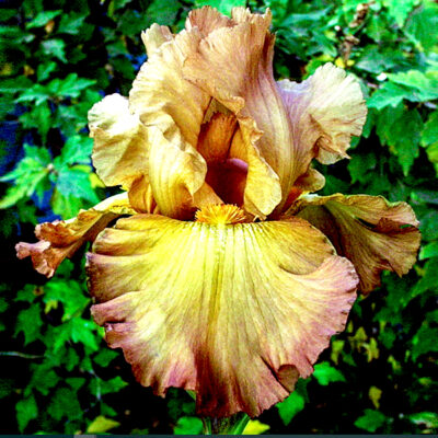Lord of Rings Tall Bearded Iris Garden Plant