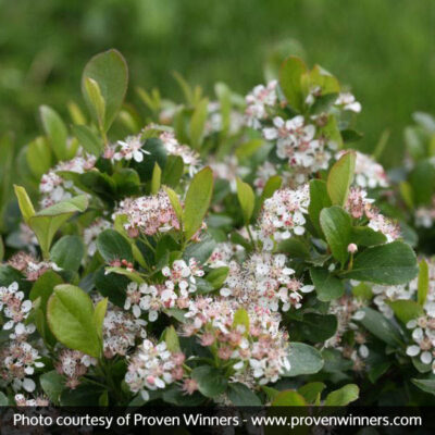 Low Scape Mound Chokeberry Garden Plant