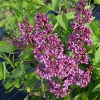 Ludwig Spaeth Lilac Garden Plant