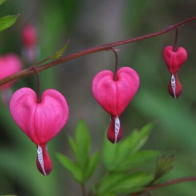 Luxuriant Bleeding Heart Garden Plant
