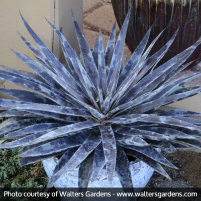 Mad About Mangave Moonglow Mangave Garden Plant