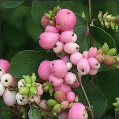 Magical Melody Coral Berry Garden Plant