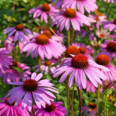 Magnus Superior Coneflower Garden Plant