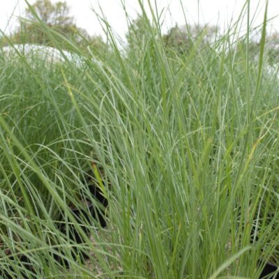 Maiden Grass Garden Plant