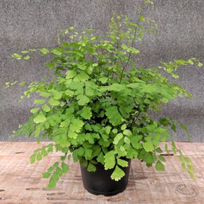 Maidenhair Fern Garden Plant