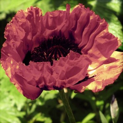 Manhattan Oriental Poppy Garden Plant