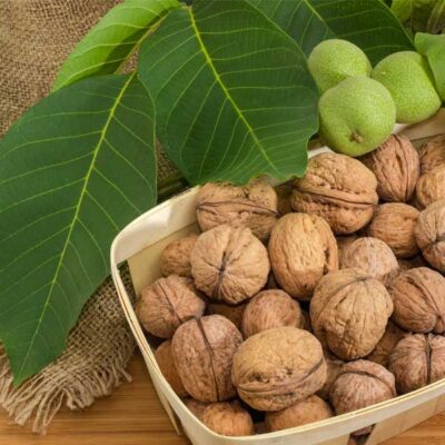 Manregion English Walnut Tree Garden Plant