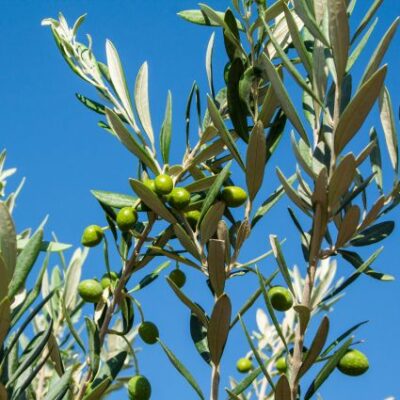 Manzanillo Olive Garden Plant