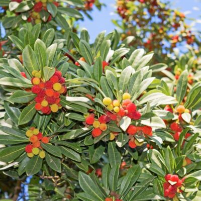 Marina Strawberry Tree Garden Plant