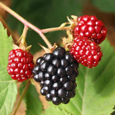 Marion Blackberry Garden Plant