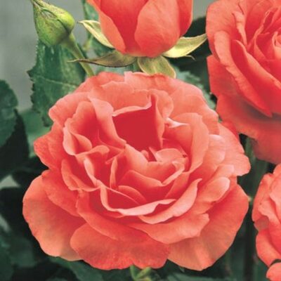 Marmalade Skies Rose Tree Form Garden Plant