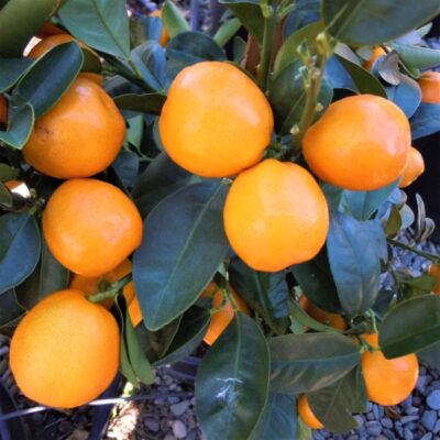 Marumi Kumquat Garden Plant
