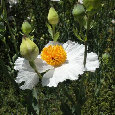 Matilija Poppy Garden Plant