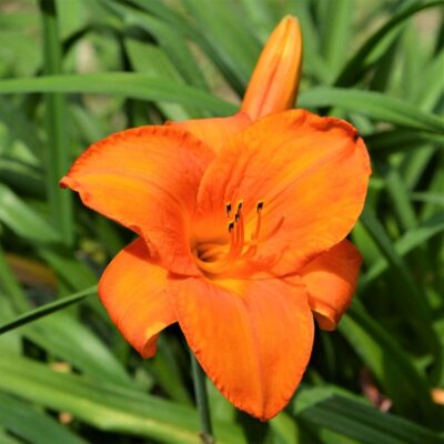 Mauna Loa Daylily Garden Plant