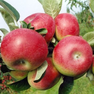 McIntosh Apple Tree Garden Plant