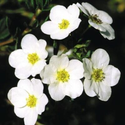 McKays White Potentilla Garden Plant