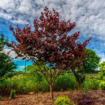 Merlot Redbud Garden Plant