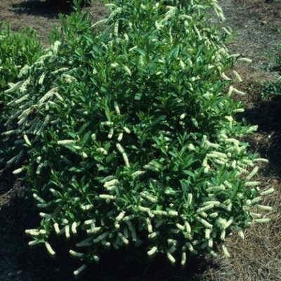 Merlot Virginia Sweetspire Garden Plant